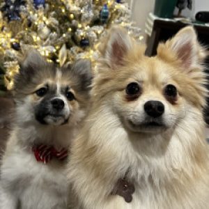 Profile photo of lingualinks